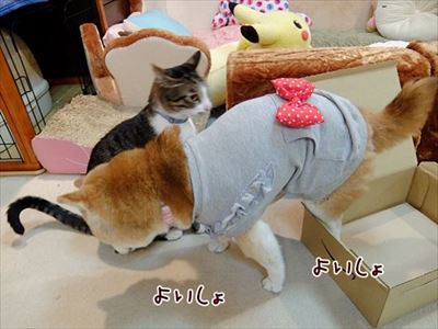 柴犬ひかりといちごと猫ミルキー