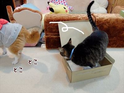 柴犬ひかりといちごと猫ミルキー