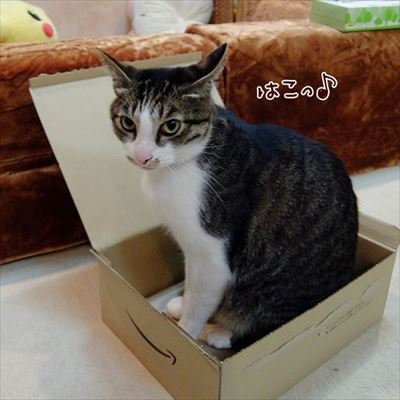 柴犬ひかりといちごと猫ミルキー