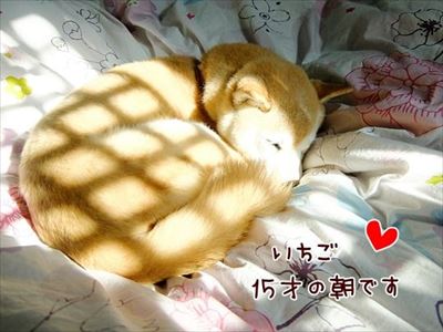 柴犬ひかりといちごと猫ミルキー