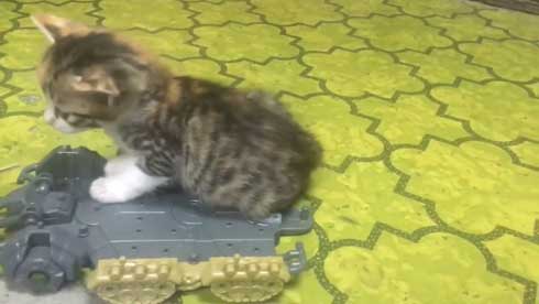 ゾイド キャタルガ 子猫 乗せる トルク タカラトミー