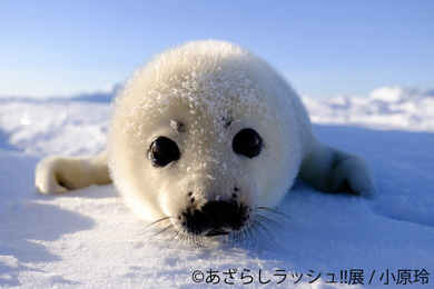 あざらしラッシュ!!展