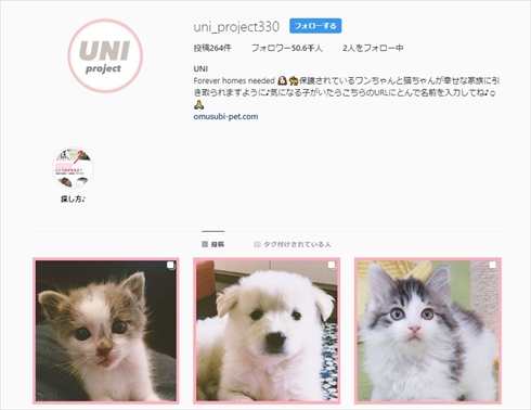 坂上忍 ローラ ロサンゼルス 坂上どうぶつ王国 動物愛護 動物保護 スタイル 保護シェルター ウニプロジェクト