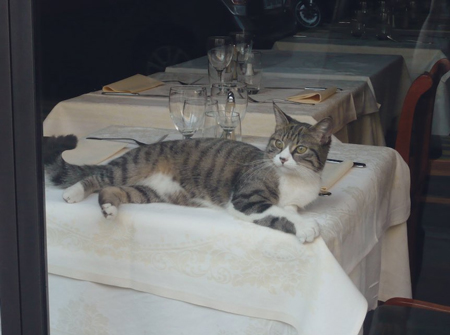 パリネコ見つめる