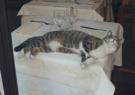 パリネコお腹見せ