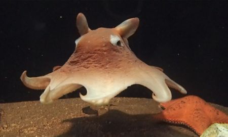 深海生物