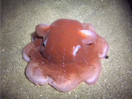 深海生物