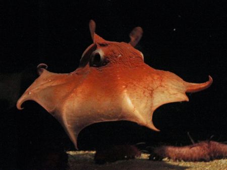深海生物