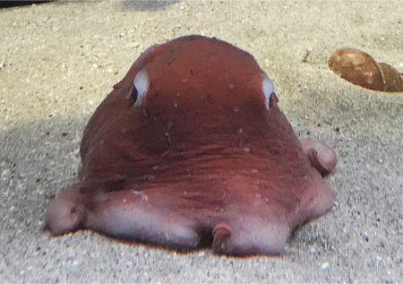 深海生物