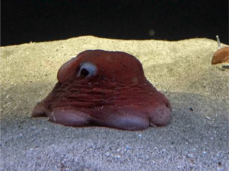 深海生物