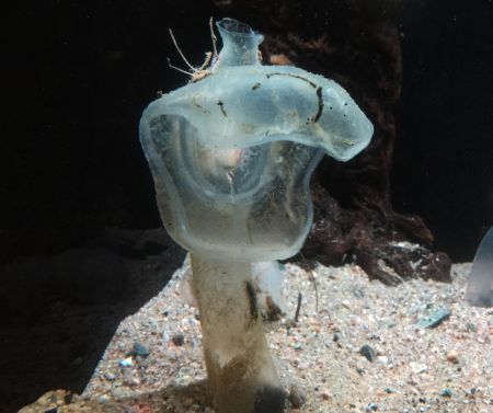 深海生物