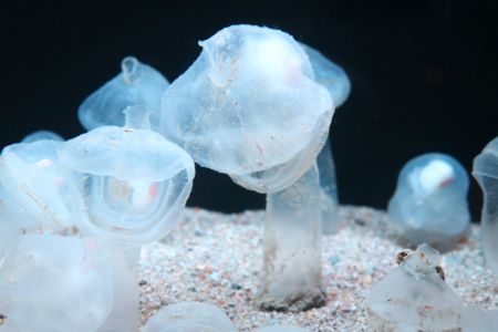 深海生物