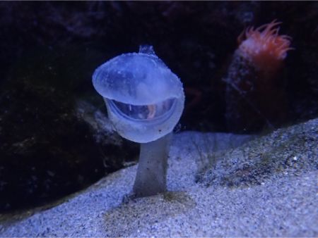 深海生物