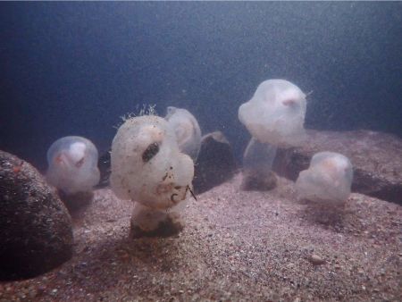 深海生物