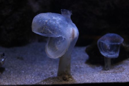 深海生物