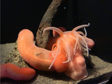 深海生物