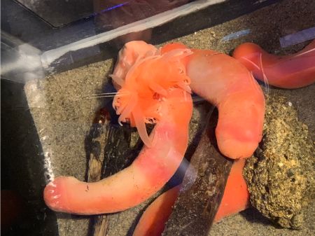 深海生物