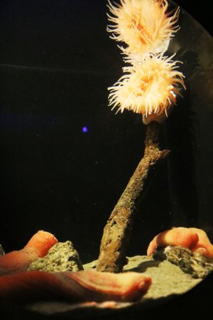 深海生物