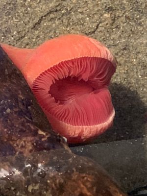 深海生物