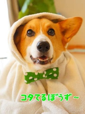 初めてのコーギー