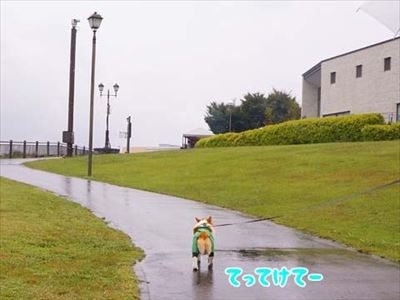 初めてのコーギー