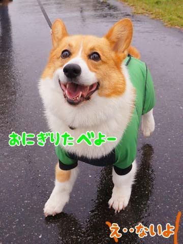 初めてのコーギー