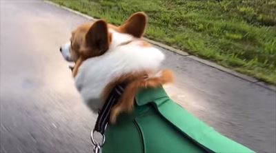 初めてのコーギー