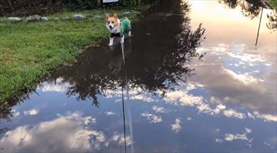 初めてのコーギー