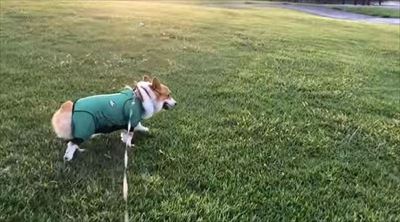 初めてのコーギー