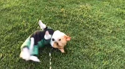 初めてのコーギー