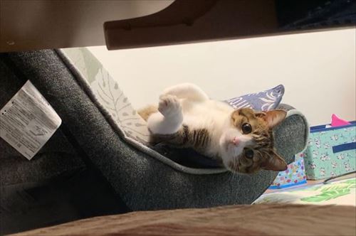 猫のすずめちゃん