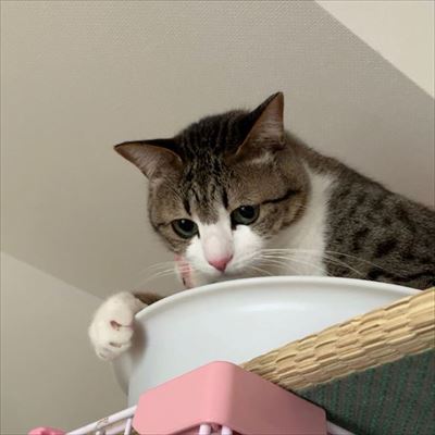 猫のすずめちゃん