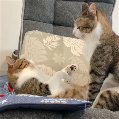 猫のすずめちゃん