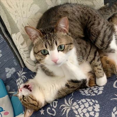 猫のすずめちゃん