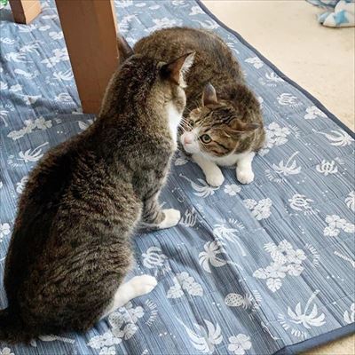 猫のすずめちゃん