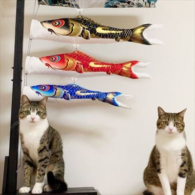 猫のすずめちゃん