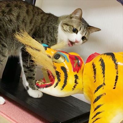 猫のすずめちゃん