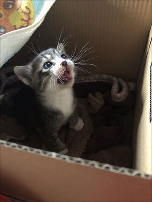 壁から出てきた猫ちゃん