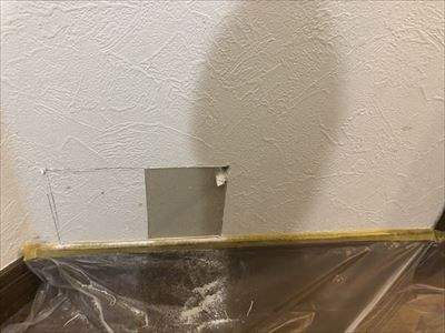 壁から出てきた猫ちゃん