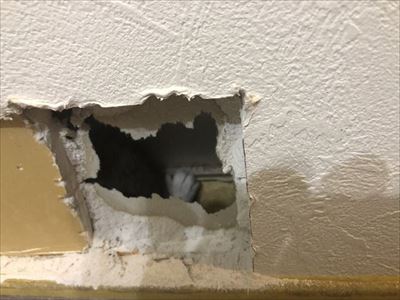 壁から出てきた猫ちゃん