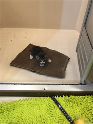 壁から出てきた猫ちゃん