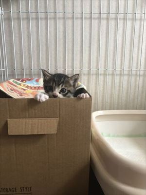 壁から出てきた猫ちゃん