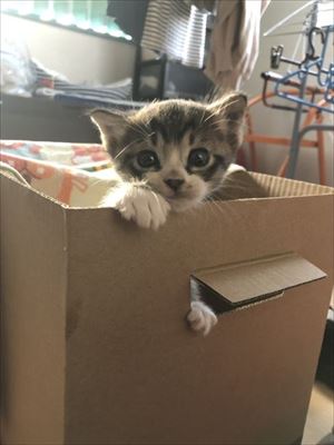 壁から出てきた猫ちゃん