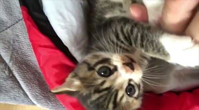 壁から出てきた猫ちゃん