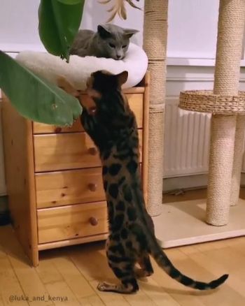 ロシアンブルーとベンガル