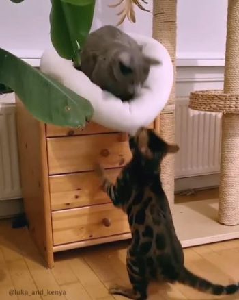 ロシアンブルーとベンガル