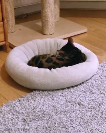 ロシアンブルーとベンガル