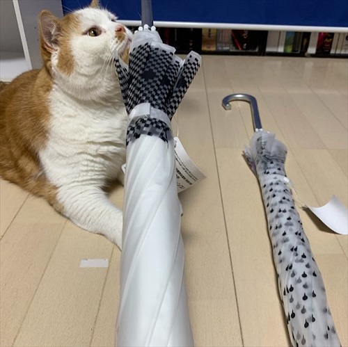 マンチカンズと仲間たち