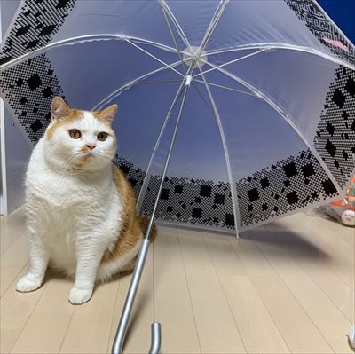 マンチカンズと仲間たち