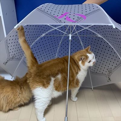 マンチカンズと仲間たち